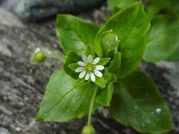 Attēlu rezultāti vaicājumam “Stellaria longifolia flower”