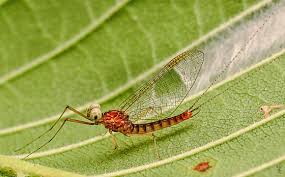 Attēlu rezultāti vaicājumam “Ephemeroptera”