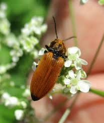 Attēlu rezultāti vaicājumam “Anostirus castaneus”