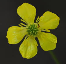 Attēlu rezultāti vaicājumam “Ranunculus elatior leaf”