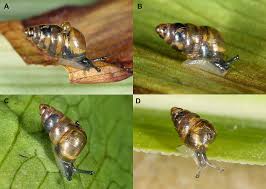 Attēlu rezultāti vaicājumam “Rhynchostegiella tenella macro”