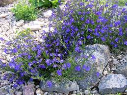 Image result for Lobelien