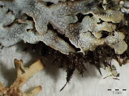 Attēlu rezultāti vaicājumam “Physconia distorta”