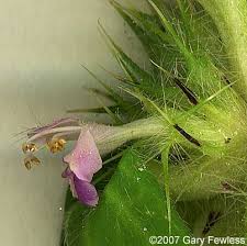 Attēlu rezultāti vaicājumam “Galeopsis tetrahit leaf”