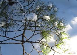 Attēlu rezultāti vaicājumam “Pinus sibirica”