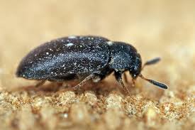 Attēlu rezultāti vaicājumam “Attagenus pellio”