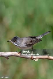 Image result for Sylvia rueppelli