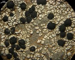 Attēlu rezultāti vaicājumam “Porpidia macrocarpa”