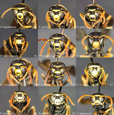 Attēlu rezultāti vaicājumam “Polistes nimpha”