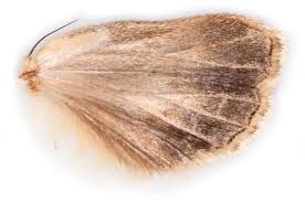 Attēlu rezultāti vaicājumam “Tholera decimalis male”