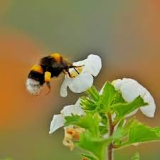 Image result for Galeopsis segetum