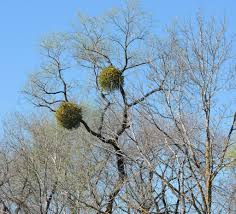 Attēlu rezultāti vaicājumam “Viscum album”