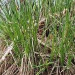 Attēlu rezultāti vaicājumam “Carex cespitosa flower”