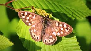 Attēlu rezultāti vaicājumam “Pararge aegeria upperside”