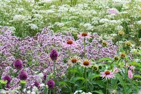 Attēlu rezultāti vaicājumam “Origanum vulgare flower”