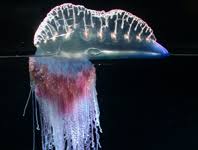 Attēlu rezultāti vaicājumam “Cystiphora sanguinea”