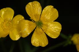 Attēlu rezultāti vaicājumam “Ranunculus acris fruit”