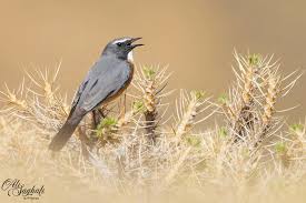 Image result for Irania gutturalis