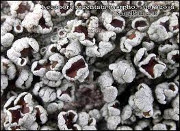 Attēlu rezultāti vaicājumam “Lecanora argentata”