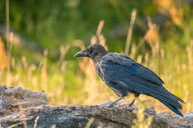 Attēlu rezultāti vaicājumam “Corvus corax adult”