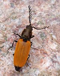 Attēlu rezultāti vaicājumam “Anostirus castaneus”