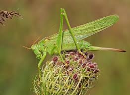 Attēlu rezultāti vaicājumam “Tettigoniodea”
