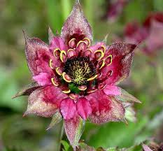 Attēlu rezultāti vaicājumam “Comarum palustre flower”