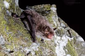 Attēlu rezultāti vaicājumam “Myotis daubentonii”