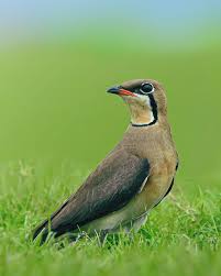 Image result for Glareola maldivarum