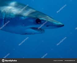 Image result for Isurus oxyrinchus