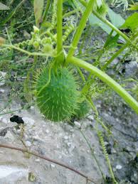 Attēlu rezultāti vaicājumam “Echinocystis lobata fruit”
