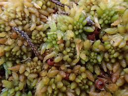 Attēlu rezultāti vaicājumam “Sphagnum austinii”