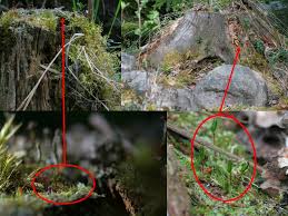 Attēlu rezultāti vaicājumam “Anastrophyllum hellerianum”