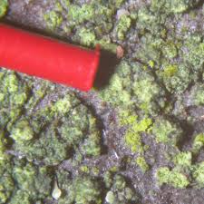 Attēlu rezultāti vaicājumam “Micarea sp.”