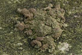 Attēlu rezultāti vaicājumam “Melanohalea exasperata”