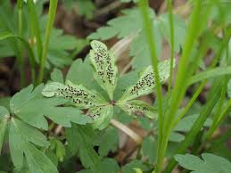 Attēlu rezultāti vaicājumam “Tranzschelia anemones”