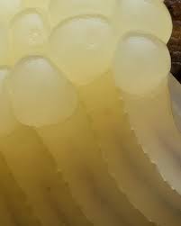 Attēlu rezultāti vaicājumam “Stemonitis flavogenita”