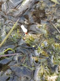 Attēlu rezultāti vaicājumam “Chara contraria”