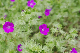 Attēlu rezultāti vaicājumam “Geranium sanguineum”