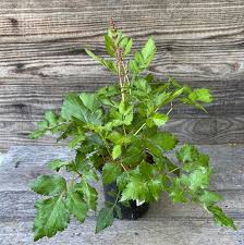 Attēlu rezultāti vaicājumam “Astilbe chinensis leaf”