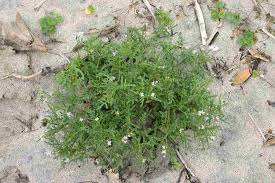 Attēlu rezultāti vaicājumam “Cakile maritima subsp. baltica flower”
