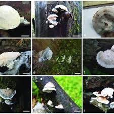 Attēlu rezultāti vaicājumam “Postia leucomallella”