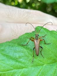 Attēlu rezultāti vaicājumam “Stenocorus meridianus”