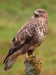 Attēlu rezultāti vaicājumam “Buteo buteo”