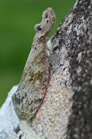 Attēlu rezultāti vaicājumam “Fuligo licentii macro”