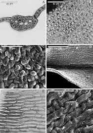 Attēlu rezultāti vaicājumam “Didymodon rigidulus sporophyte”
