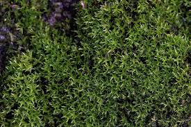 Attēlu rezultāti vaicājumam “Hymenostylium recurvirostrum”