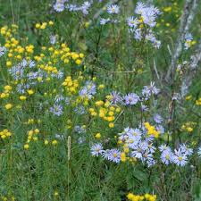 Image result for Aster amellus
