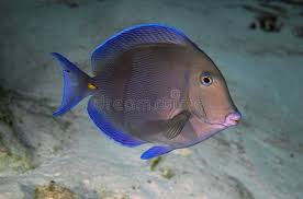 Image result for Acanthurus coeruleus