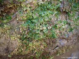 Attēlu rezultāti vaicājumam “Blasia pusilla”